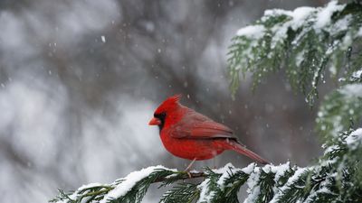Feeding birds in winter – how to help wildlife in your yard during the cold months of the year