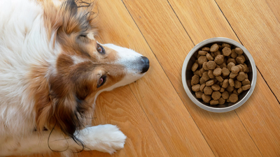 Dog not eating? Here’s 11 things you need to check, according to a vet