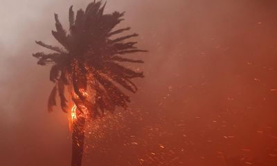 Conspiracy-laden, fire-prone icons: what will happen to LA’s palm trees?