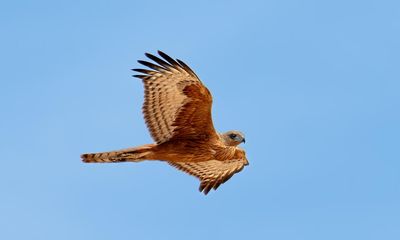 ‘A hugely significant sighting’: red goshawk photographed for first time in central Australia