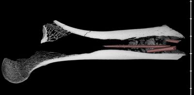 Discovery in South Africa holds oldest evidence of mixing ingredients to make arrow poison