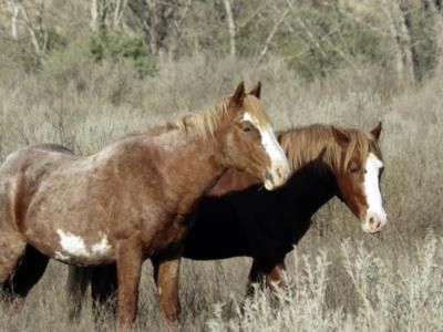 California Woman Faces Charges After 27 Dead Horses Found