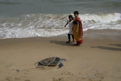 Efforts To Protect Sea Turtles Amid Rising Deaths