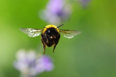 Government refuses emergency use of banned bee-killing pesticide on sugar beet