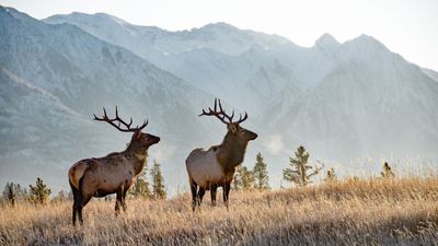 Adventure tourism under threat and environmentalists up in arms after government lifts coal mining ban in Canada's Eastern Rockies