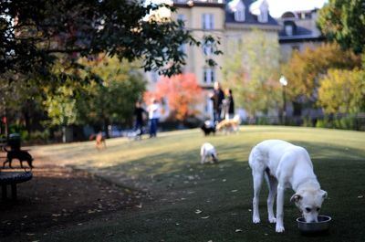 Most stolen pets in each London borough as 600 animals stolen in capital in 12 months