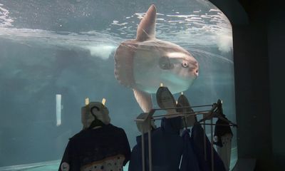 Temporarily closed aquarium finds solution for lonely, ailing sunfish