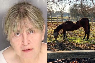 Woman arrested after 27 horses found dead across several properties in California