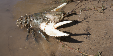 The world’s second largest freshwater crayfish was once plentiful in Australia’s longest river – we’re bringing it back