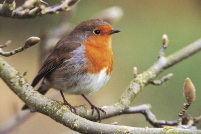 Public urged to take part in major UK bird count amid population fears