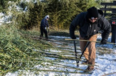 Bamboo Farm Gets Chopping For US Zoo's Hungry New Pandas