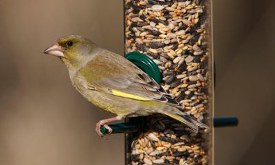 Nature lovers urged to take part in UK bird count amid fears over climate and disease