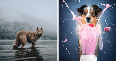 International Pet Photographer Of The Year Awards Announced The Winners Of Their 2024 Contest (64 Pics)