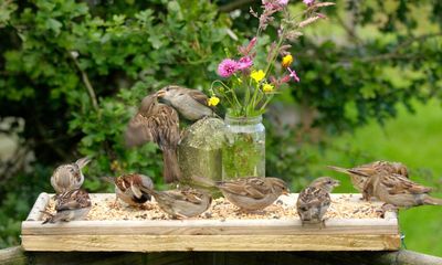 Should we stop feeding birds, what happens if we do and does it spread disease?