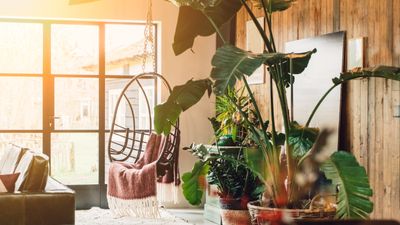 Feng Shui experts warn these 5 houseplant mistakes will hinder your good fortune in 2025 – and tips on how to rectify them