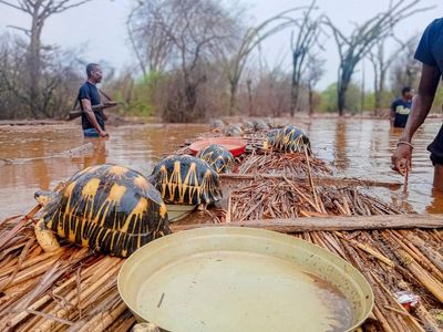 Thousands of endangered tortoises are rescued in Madagascar after their sanctuary is flooded