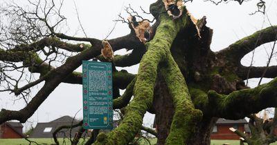 Historic Scottish tree that 'sheltered Mary Queen of Scots' broken by Storm Eowyn