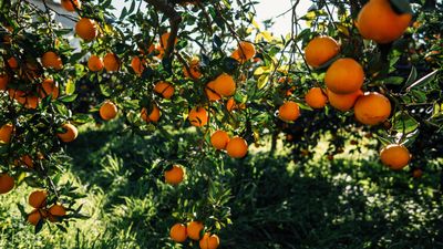 How to prune an orange tree – 6 simple steps recommended by experienced horticulturists for healthy trees and delicious crops