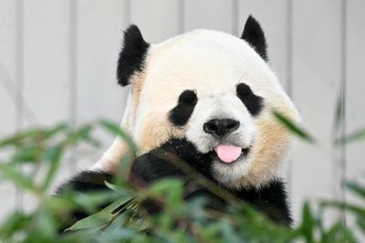 Giant pandas Bao Li and Qing Bao make public debut at Washington zoo