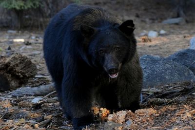 Rabid Bear Attacks Pennsylvania Man, Neighbor Shoots It