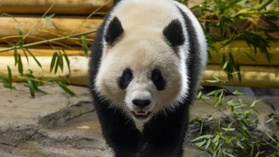 The Panda Cam is back! A popular (and adorable) livestream returns as National Zoo welcomes new panda pair