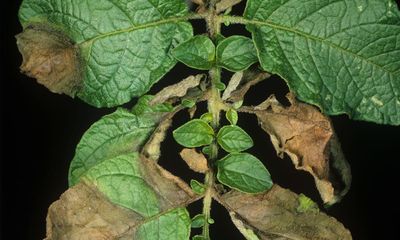 Scientists point to Andes potato pathogen as origin of Irish famine