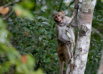 No more monkey business! After two months on the run last of escaped lab animals is caught