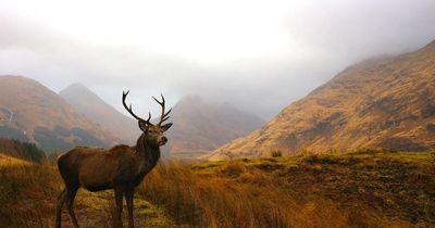 'Spectacular' Scottish walks named among the UK's best for spotting wildlife