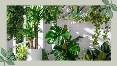 How to support a Monstera plant as it grows, according to horticulture experts
