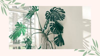 How to support a Monstera plant as it grows, according to horticulture experts