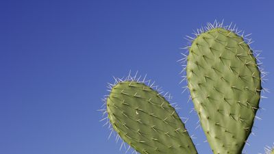 Elevate your houseplant game with the ultimate desert cactus – how to grow prickly pears indoors in 3 simple steps