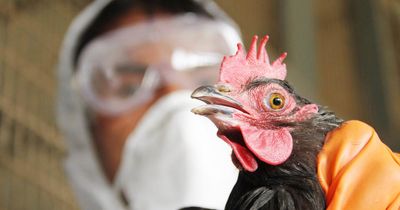 Scotland in bird flu lockdown as prevention zone established