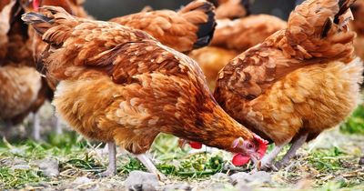 Farming body issues statement following bird flu restrictions introduced in Scotland