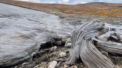 Scientists discover pristine ancient forest frozen in time in Rocky Mountains