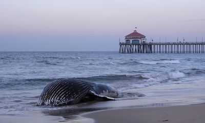 Young whale, likely hit by ship, washes ashore in Huntington Beach