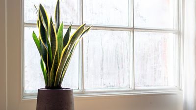 Are snake plants cold-tolerant? Houseplant expert reveals the ideal temperature for growing these desert plants at home