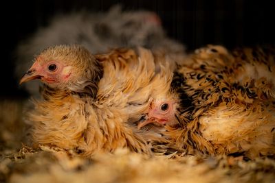 Bird flu restrictions to cover England and Scotland as number of cases rise