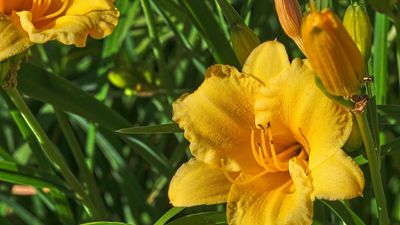 How to grow Stella d'Oro daylily – for easygoing, sunny blooms in borders and pots