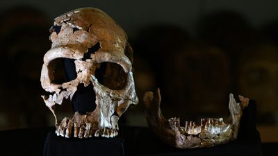 Neanderthal quiz: How much do you know about our closest relatives?