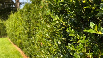 7 ways to avoid bad hedge cutting – gardening professionals reveal the most common trimming mistakes and how not to fall foul of them