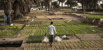 Urban food gardens produce more than vegetables, they create bonds for young Capetonians – study