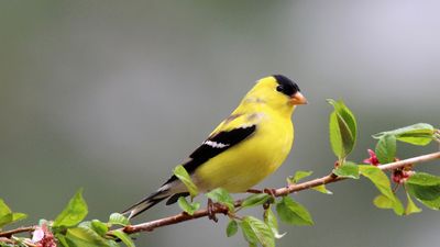 Bird feeder alternatives – wildlife experts reveal creative and safe ways to feed birds during the avian flu outbreak