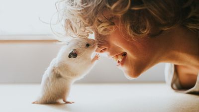 Do hamsters get lonely? The answer may surprise you