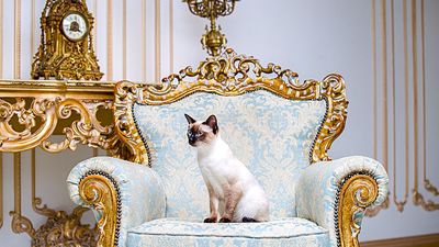 Wills Gone Wild: How to Avoid Estate Planning Disasters