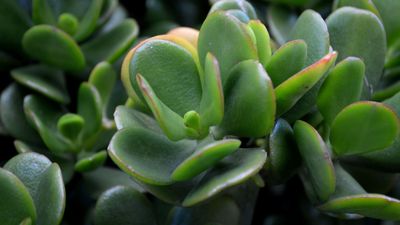 Where to place a jade plant for wealth, vitality and luck, according to Feng Shui experts