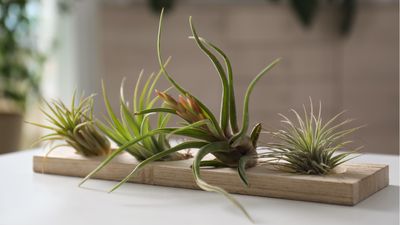 3 air plant mistakes a plant expert says are likely killing yours – plus tips on how to avoid them