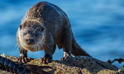 Country diary: Divers, porpoises and otters – this is a kinetic wildlife spot