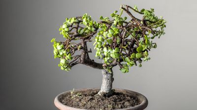 How to master the art of growing dwarf jade bonsai trees – the low-maintenance houseplant believed to bring good luck