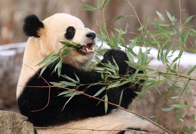 ‘Pandamonium’ as giant pandas from China make debut at DC’s National Zoo