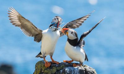 Sandeels vs the EU: how the puffin’s favourite food sparked first post-Brexit courtroom trade battle